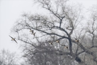 Eurasian wigeons (Anas penelope), flying, Emsland, Lower Saxony, Germany, Europe