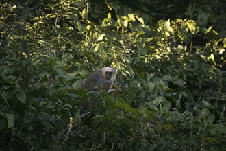 Red bellied titi monkey, Plecturocebus moloch, in its natural environment, Amazon basin, Brazil,