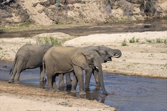 African elephant (Loxodonta africana), group drinking at the river, Kruger National Park, South