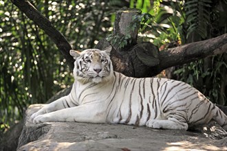 White Bengal Tiger (Panthera tigris tigris), Bengal Tiger, Indian Tiger, adult, resting on rocks,