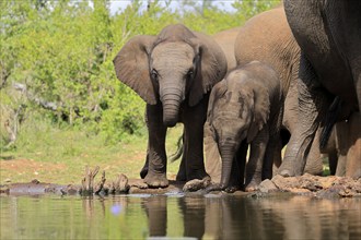 African elephant (Loxodonta africana), two young animals, at the water, drinking, Kruger National