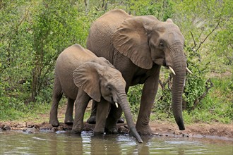 African elephant (Loxodonta africana), young animal, mother, mother with young animal, at the