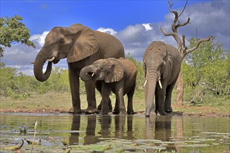 African elephant (Loxodonta africana), adult, female, mother, two young, mother with young, at the