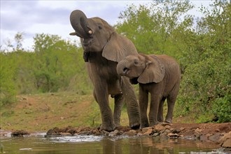 African elephant (Loxodonta africana), adult, male, bull, young animal, young bull with young