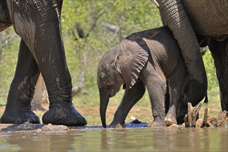 African elephant (Loxodonta africana), young animal, with mother, baby elephant, calf, at the