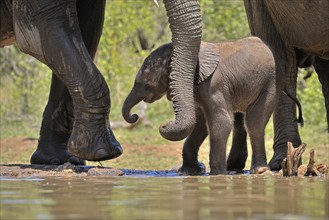 African elephant (Loxodonta africana), young animal, with mother, baby elephant, calf, at the