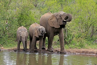 African elephant (Loxodonta africana), juvenile, mother, adult, female, mother with two juveniles,