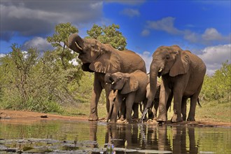 African elephant (Loxodonta africana), adult, juvenile, group with juveniles, at the water,