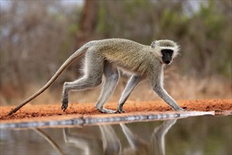 Vervet Monkey (Chlorocebus pygerythrus), adult, at the water, alert, Kruger National Park, Kruger