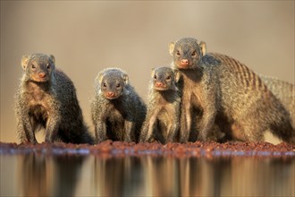 Zebra mongoose (Mungos mungo), adult, group, at the water, drinking, Kruger National Park, Kruger