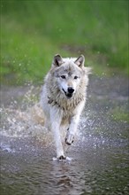 Wolf (Canis lupus), adult, running, through water, creek, Minnesota, USA, North America