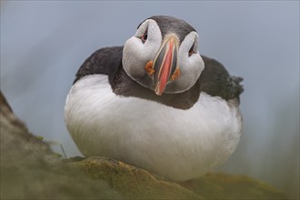 Puffin (Fratercula arctica) sitting on a cliff by the sea, frontal, portrait, summer, Latrabjarg,