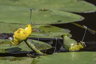 Azure damselflies (Coenagrion puella) laying eggs, Emsland, Lower Saxony, Germany, Europe