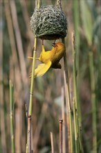 Eastern golden weaver (Ploceus subaureus), adult, male, at the nest, mating, Saint Lucia Estuary,