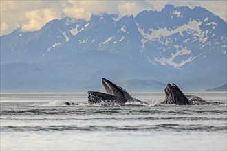 Humpback whales (Megaptera novaeangliae), in the sea off mountains, feeding, midday light,