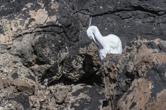 Little Egret (Egretta garzetta), Lanzarote, Canary Islands, Spain, Europe