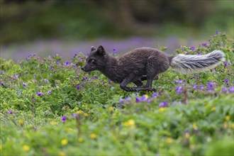 Dark arctic fox (Vulpes lagopus), ice fox, running through a flower meadow, sideways, summer,