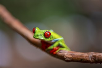 Red-eyed tree frog (Agalychnis callidryas), sitting on a branch, Heredia province, Costa Rica,