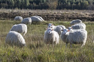 White horned Heidschnucken (Ovis gmelini) in the moor, Emsland, Lower Saxony, Germany, Europe