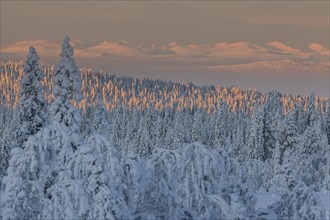 Snow-covered trees, sunrise, morning light, mountains, winter, near Porjus, Lapland, Sweden, Europe