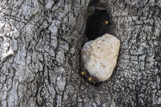 Hornets (Vespa crabro) at the nest entrance in an olive tree, Sicily, Italy, Europe