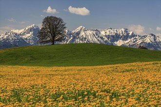 Dandelion, meadow, tree, snowy mountains, sunny, spring, Tannheim Alps, near Füssen, Bavaria,