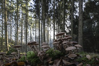 Armillaria polymyces (Armillaria ostoyae) in the forest, Emsland, Lower Saxony, Germany, Europe