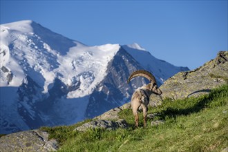 Alpine ibex (Capra ibex), adult male, in front of mountain landscape in the morning light, in the