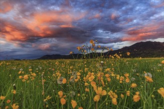 Flower meadow, cloudy mood, evening light, mountains, summer, Loisach-Lake Kochel moor, Kochler