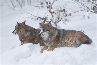 Gray wolves (Canis lupus) lying in the snow and looking attentively, captive, Bavaria, Germany,