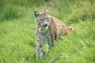 Eurasian lynx (Lynx lynx) walking through the grass, Wildpark Aurach, Kitzbühl, Tirol, Austria,