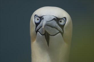 Northern gannet (Morus bassanus) adult bird animal head portrait, Yorkshire, England, United