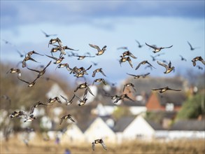 Eurasian Wigeon, (Mareca penelope) birds in flight over marshes