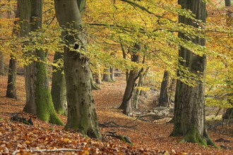 Beech forest on the Hohe Ufer on the Hunte near Dötlingen, forest, Huntepadd, Dötingen, Lower