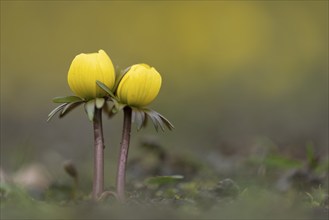 Winter aconite (Eranthis hyemalis) in bloom, plant, flower, early bloomer, yellow, Hanover, Lower