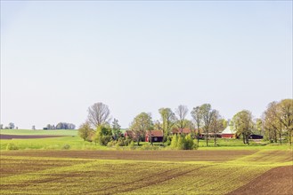 Green fields at a farm in the countryside in spring, Sweden, Europe