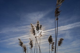 Common reed (Phragmites australis) against the light, Bavaria, Germany, Europe