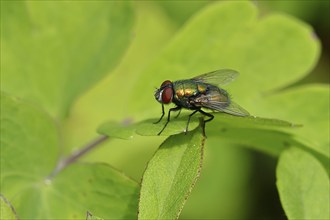 Bottle Fly (Lucilia caesar) on a leaf, macro photograph, Wilnsdorf, North Rhine-Westphalia,