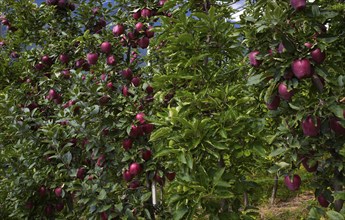 Apple variety Red Delicious, apple orchard, fruit orchard, agriculture, agribusiness, Schenna,