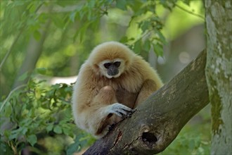 White-handed gibbon (Hylobates lar), captive