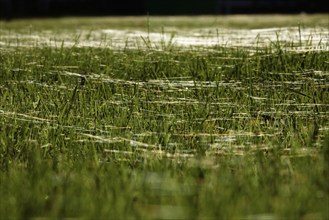 Meadow in October with spider webs, Saxony, Germany, Europe