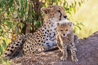 Cheetah (Acinonyx jubatus) with a cub resting in the shade by a bush on the savanna in Africa,