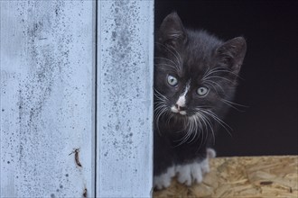 Young black felidae (Felis catus) looking out of a door, Mecklenburg-Vorpommern, Germany, Europe