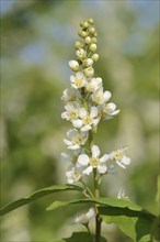 Common weeping cherry (Prunus padus, Padus avium), flowering, North Rhine-Westphalia, Germany,