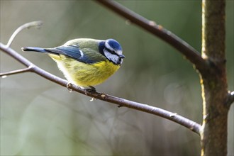 Blue Tit, Cyanistes Caeruleus, bird in forest