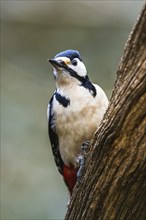 Male of Great Spotted Woodpecker, Dendrocopos major, bird in forest at winter sun