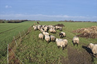 Sheep running to a new pasture, Mecklenburg-Western Pomerania, Germany, Europe