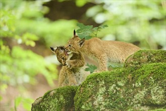 Eurasian lynx (Lynx lynx) youngsters sitting on a rock in a forest, Bavaria, Germany, Europe