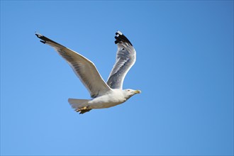 Yellow-legged gull (Larus michahellis), flying in the sky, wildlife, France, Europe