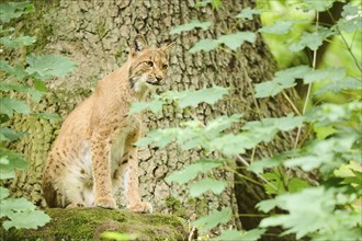 Eurasian lynx (Lynx lynx) lying on a rock in a forest, Bavaria, Germany, Europe